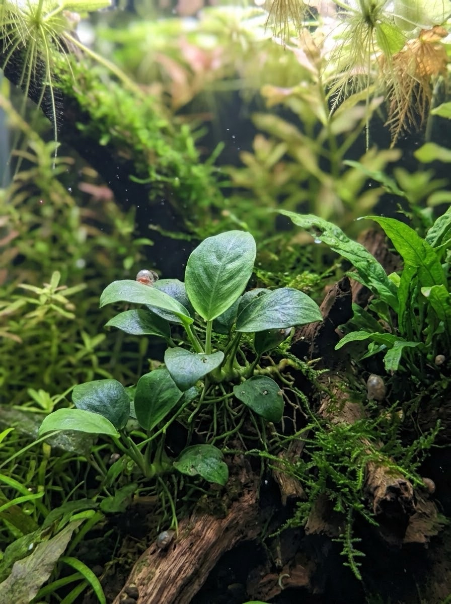 Jungle, close detail